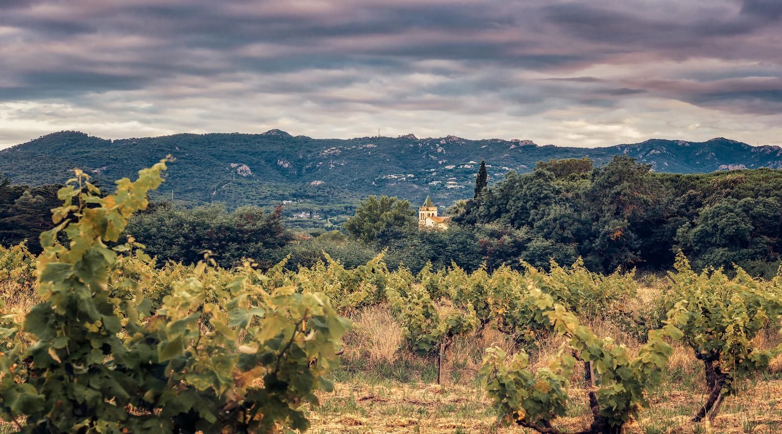 Imagen: CAMP VINYES STA CRISTINA.jpg